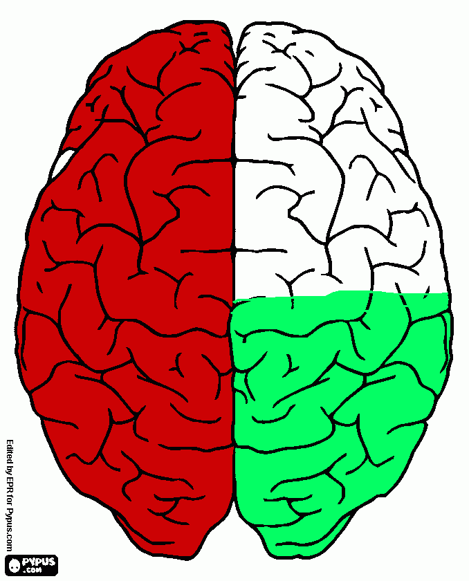 cerebro PERCENTUAL para colorir e imprimir