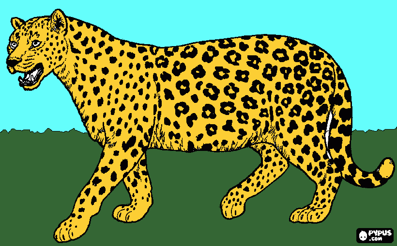 Desenho de Jaguatirica fofa para colorir  Desenhos para colorir e imprimir  gratis